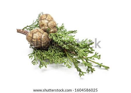 Fresh cypress branch with cones isolated on white background. Cupressaceae Royalty-Free Stock Photo #1604586025