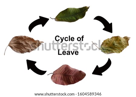 autumn concept, age changes of leaves.Color leaves on white background 