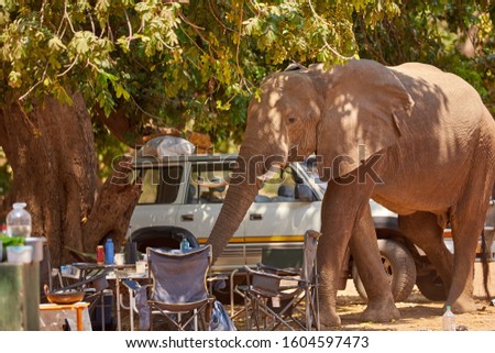 An african elephant destroying camping equipment. Safety on safari. Dangerous situation with wild animals. Elephants and people theme. Mana pools, Zimbabwe.