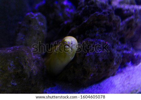 Aquarium mini yellow moray in sao paulo