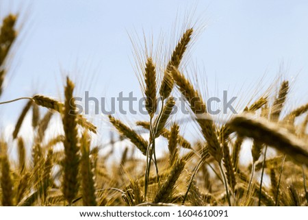 an agricultural field with yellowed wheat in the summer, a field of cereals that are ready for harvest