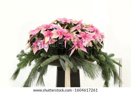 Christas wreath, arrangement, with pink poinsettia flowers, modern