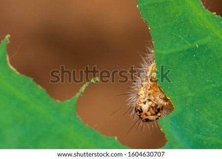Caterpillar eating leaf on a green leaf.  