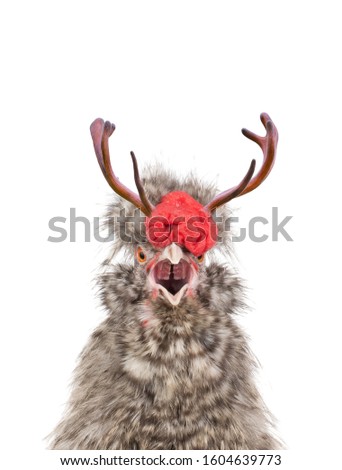 cockerel with horns sings on a white background