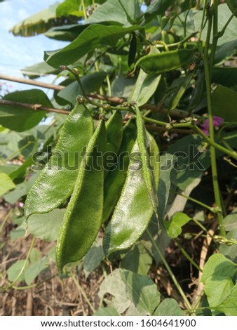 Green beans in the garden. Growing the beans (Phaseolus vulgaris). Green vines and leaves.Green Indian  beans Royalty-Free Stock Photo #1604641900