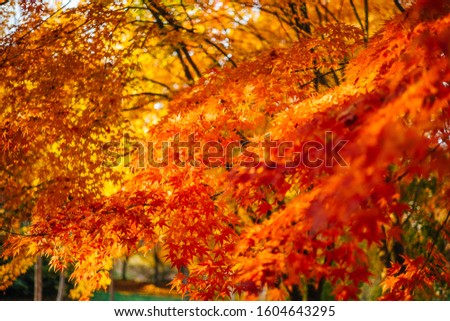 Beautiful autumn leaves in fine colors