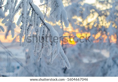Winter landscape with snowy trees at sunset