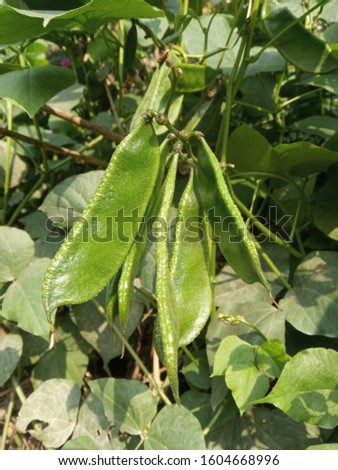 Green beans in the garden. Growing the beans (Phaseolus vulgaris). Green vines and leaves.Green Indian  beans. beautiful beans Royalty-Free Stock Photo #1604668996