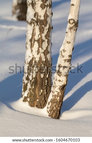 Tree trunk in the snow and earth, nature.