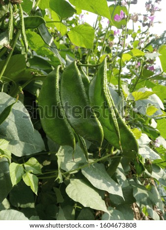 Green beans in the garden. Growing the beans. Green vines and leaves.beautiful beans Royalty-Free Stock Photo #1604673808