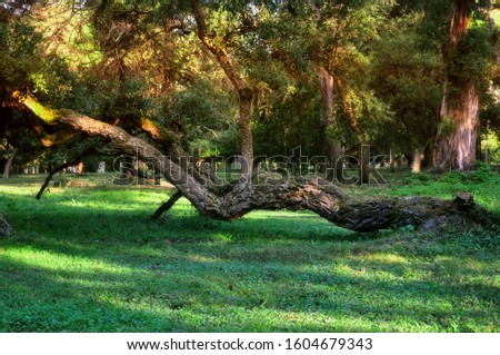 old tree in the park