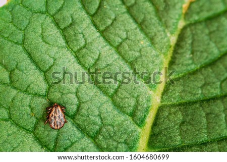 Dermacentor Reticulatus On Green Leaf. Also Known As The Ornate Cow Tick, Ornate Dog Tick, Meadow Tick, And Marsh Tick. Family Ixodidae. Ticks Are Carriers Of Dangerous Diseases. Royalty-Free Stock Photo #1604680699