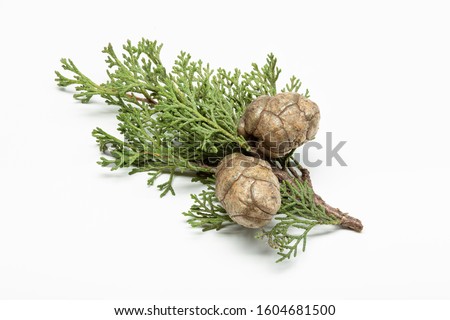 Fresh cypress branch with cones isolated on white background. Cupressaceae Royalty-Free Stock Photo #1604681500