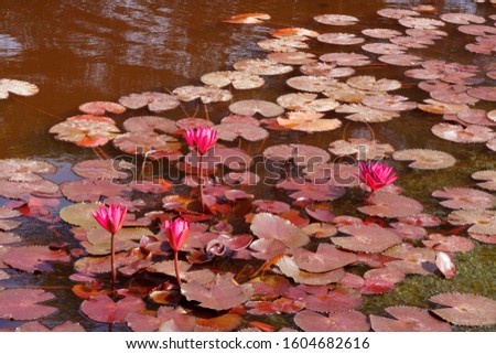 Pink Nymphaea Water lily or Pink Lotus Flower on the lotus lake - Beautiful Flower nature backdrops in park garden concept