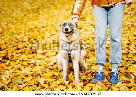 Girl in blue sneakers holding sitting husky collar's. Adopted dog sitting in the yellow foliage 