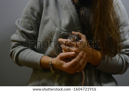 A beautiful young girl with long hair, a brunette in a gray sweater with a hood, is holding a gray mouse in her hands, gray background is a place for text ....