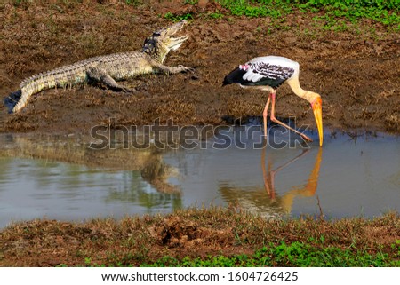 Crocodile and painted stork in Udawalawe, Sri Lanka