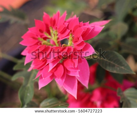 Red Poinsettia plants in the garden, selective focused picture of decorative foliage or plants in the public park, Christmas trees decorated in the winter time as a symbol of family holidays 