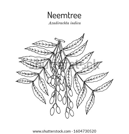 Neem (Azadirachta indica), or Indian lilac, medicinal plant. Hand drawn botanical vector illustration Royalty-Free Stock Photo #1604730520