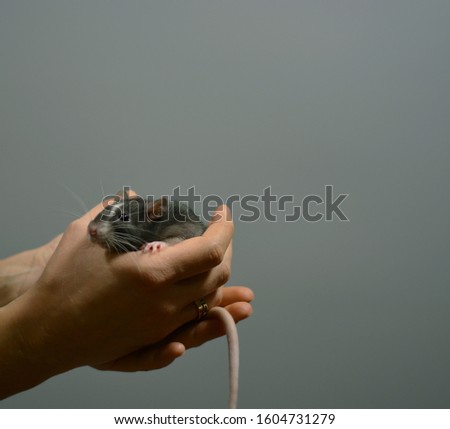 Human hands are holding a gray mouse in their hands, gray background is a place for text ....