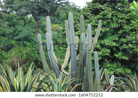 Cactus plants in the park Royalty-Free Stock Photo #1604752252