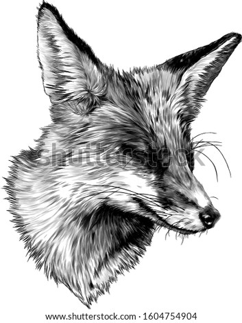 sly Fox face with closed eyes looks away squinting from the sun, sketch vector illustration in graphic style on a white background
