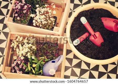 Gardening tools and seedling of spring flowers for planting on flowerbed in the garden, patio or terrace.
