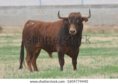 Spanish brown brave bull in the field Royalty-Free Stock Photo #1604774440