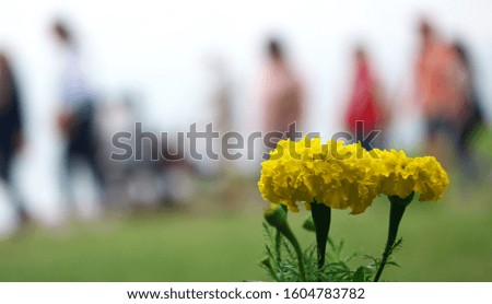 Beautiful yellow flowers with a blur background many people are walking