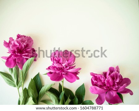 Floral frame with natural pions. Decorative composition. 