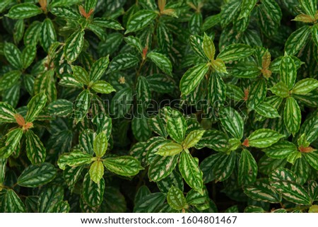 Natural fresh green leaves background.
