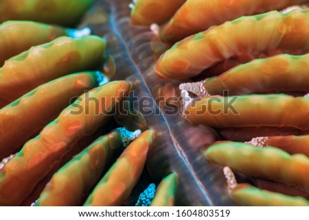 corals tropical super makro picture