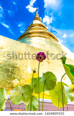 Purple lotus blossom before the golden stupa in Wat Phra Singh, Thailand. Beautiful flower in park with the buddhist temple. Chiang Mai region.