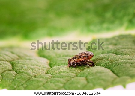 Dermacentor Reticulatus On Green Leaf. Also Known As The Ornate Cow Tick, Ornate Dog Tick, Meadow Tick, And Marsh Tick. Family Ixodidae. Ticks Are Carriers Of Dangerous Diseases. Royalty-Free Stock Photo #1604812534