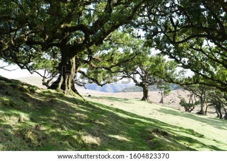 Evergreen laurel trees covered with perennial moss against a blue sky, background picture