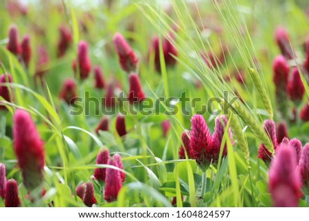 A field with red clover.