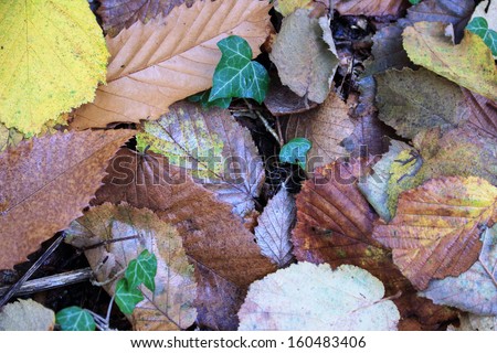 undergrowth in autumn