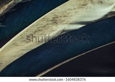 Close up Beautiful Colored duck Bird feather pattern background for design texture. Macro photography view. 