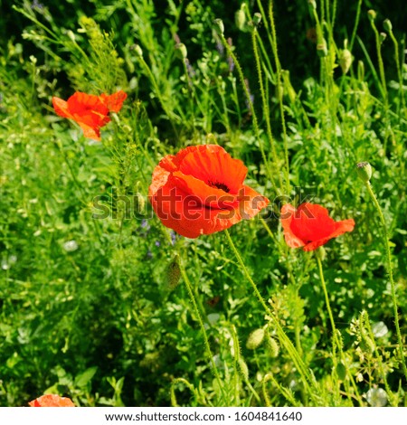 Scarlet poppies in a green meadow. Spring summer nature background concept.