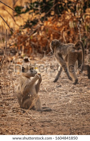 

Africa wild adult baboon sitting