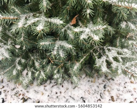 Winter decorative background with snow. Winter landscape with falling snow and fir tree branches