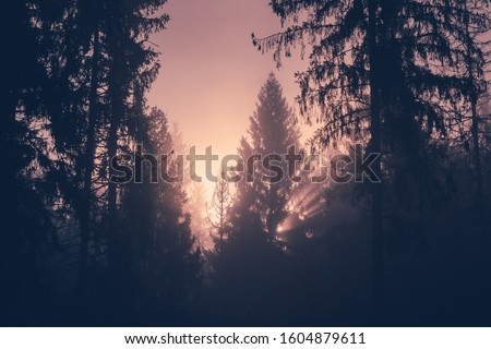 Morning in a forest. Sunlight Shining Through a Forest on a Foggy Morning. Light rays streaming through the fog illuminates the fir and spruce trees on a mountain hill.