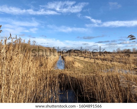 Water stream through the golden field with blue sky