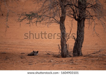 Sleeping fennec fox under a tree in Kalahari desert