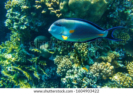 A surgeonfish along the barrier reef in Sharm El Sheikh (Egypt).