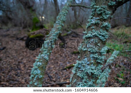 Lichen on a branch. Turquoise lichen, swamp. Old forest.