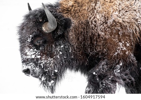 Bison walking out in the snow