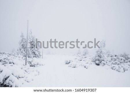 Winter path marked with wooden sticks and snow-covered trees in Krkonose mountain czech republic