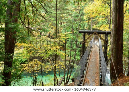 Suspension bridge leading to the forest across the river.