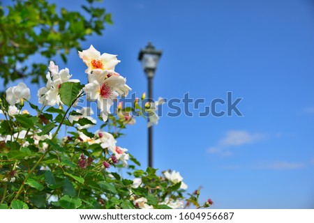White rose of Verny park in Yokosuka, Japan. Royalty-Free Stock Photo #1604956687